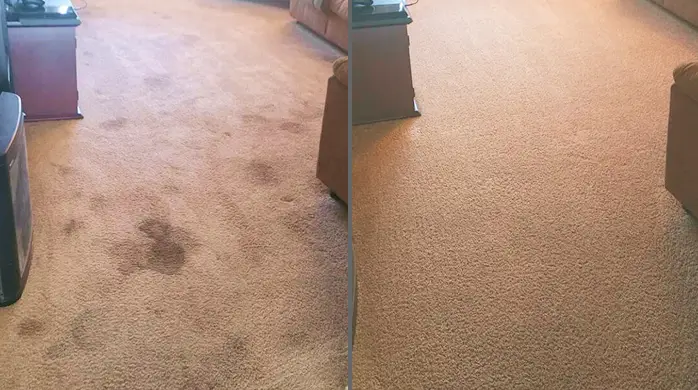 Pet stain removal from rug in Dallas eliminating deep odors and discoloration