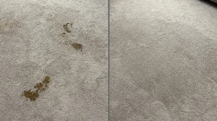 Before and after pet stain removal on a light gray carpet, with the dark spots fully cleaned